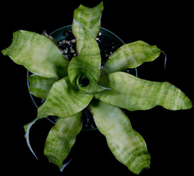 Cryptanthus 'Marbled Green' - Tropiflora