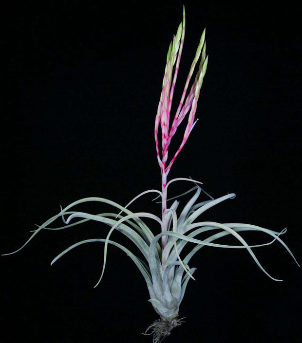 Tillandsia x wisdomiana (xerographica x paucifolia)