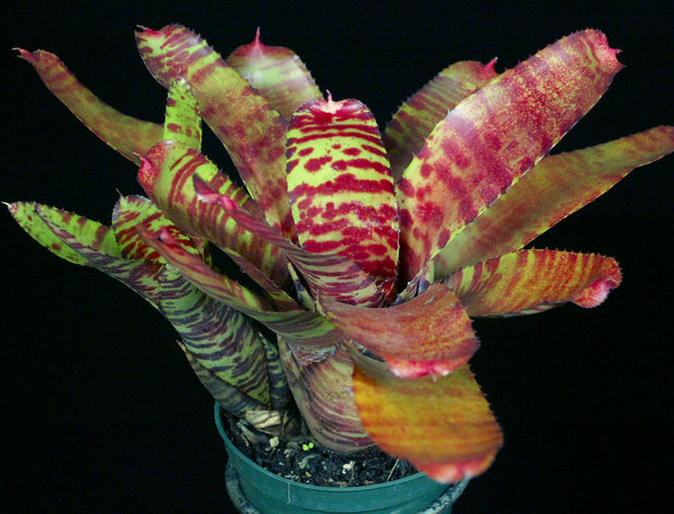 Neoregelia 'Firebrick'