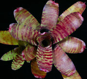 Neoregelia 'Firebrick'