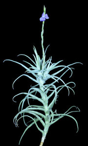 Tillandsia paleacea 'Canta' - Tropiflora