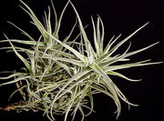Tillandsia paleacea 'Canta' - Tropiflora