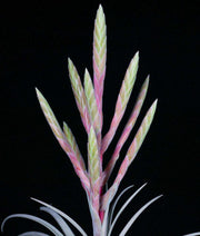Tillandsia 'Silverado' - Tropiflora