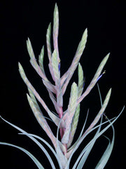 Tillandsia 'Silverado' - Tropiflora
