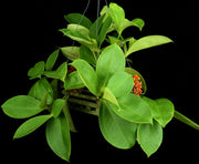 Medinilla succulenta