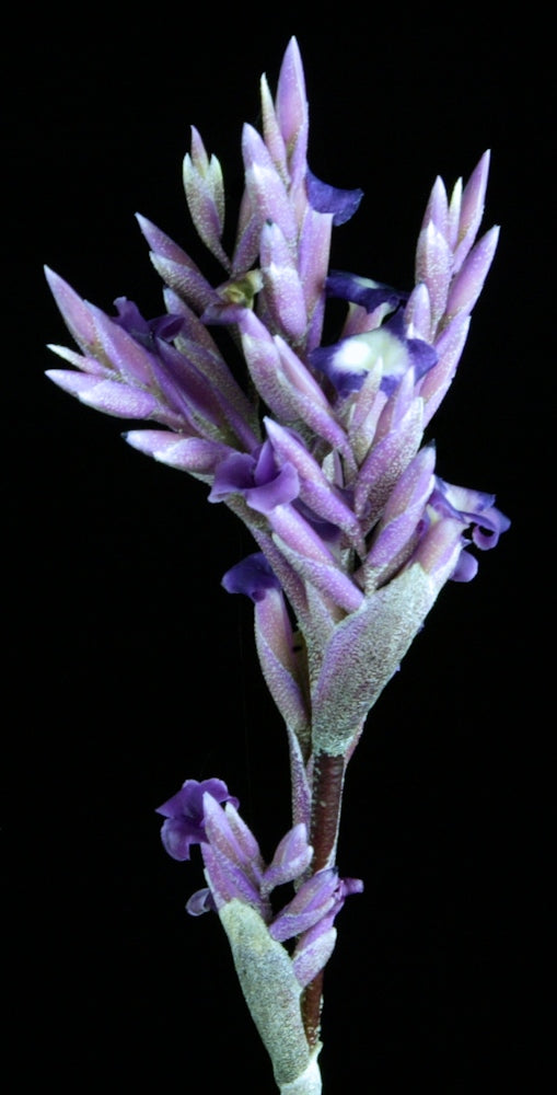 Tillandsia purpurea 'Desert Star'