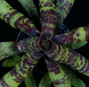 Neoregelia 'Rachel Head' - Tropiflora