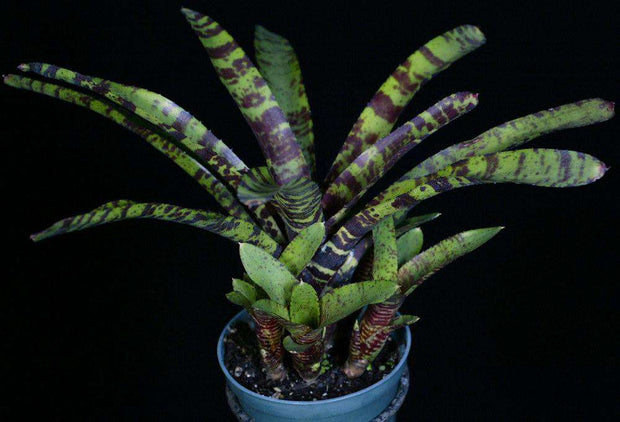 Neoregelia 'Rachel Head' - Tropiflora