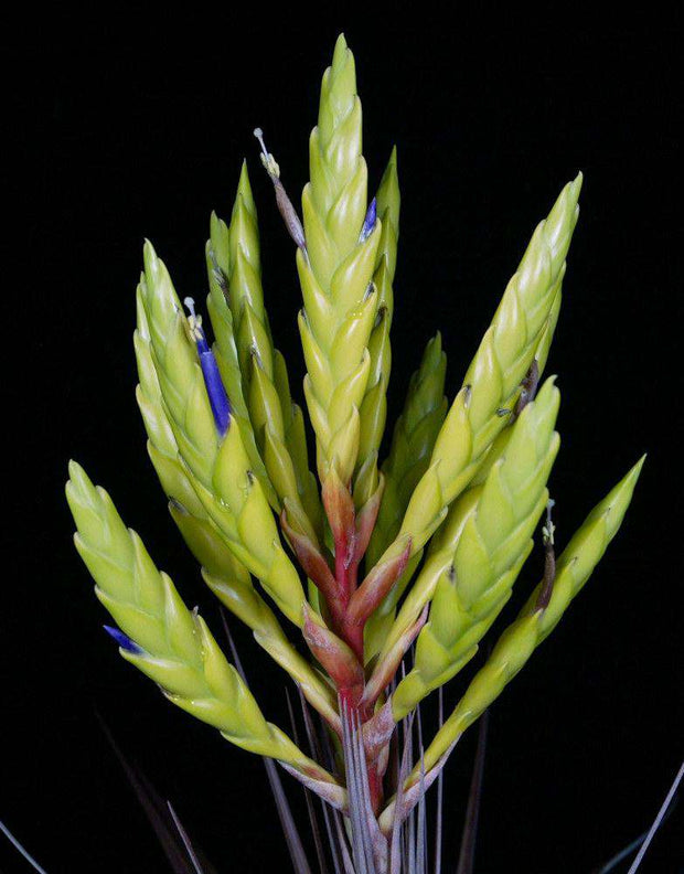 Tillandsia fasciculata 'Yosondua, Oaxaca' - Tropiflora