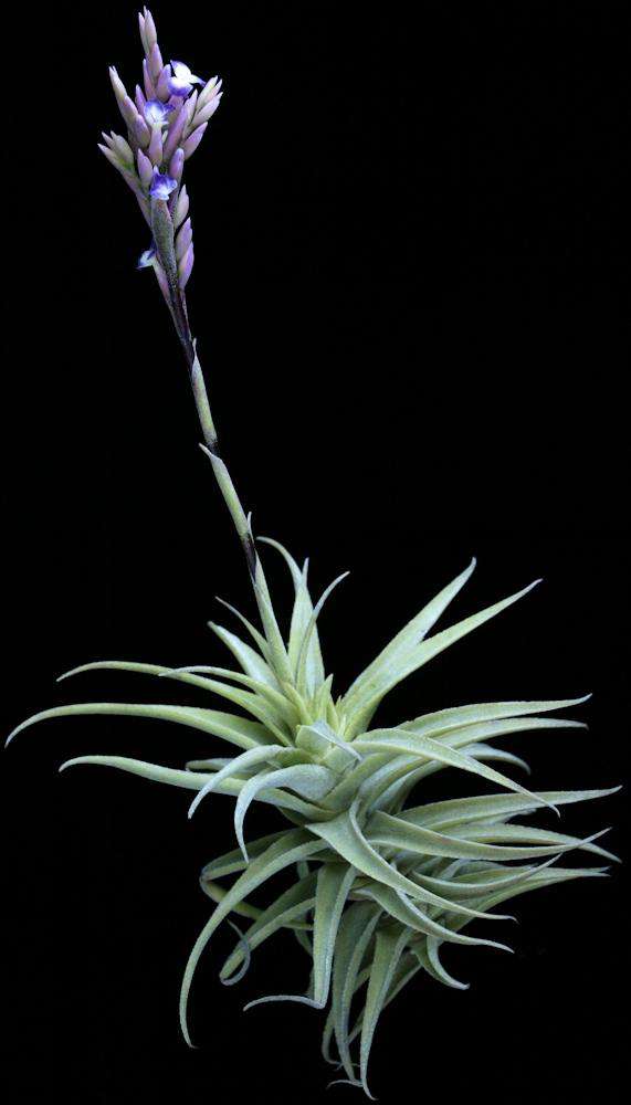 Tillandsia purpurea 'Grande' - Tropiflora
