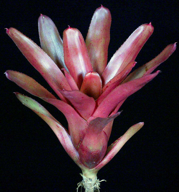 Neoregelia 'Moulten Lava' - Tropiflora