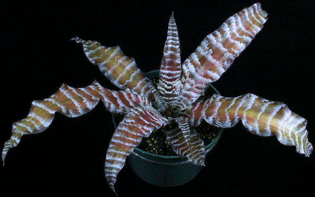 Cryptanthus 'Cape Coral' - Tropiflora