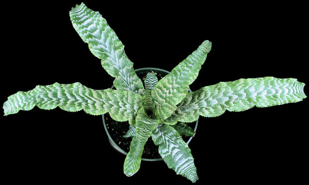 Cryptanthus 'Nalo Greens'