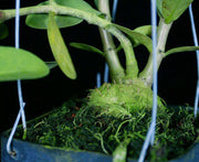 Hydnophytum formicarum Small Form - Tropiflora