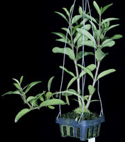 Hydnophytum formicarum Small Form - Tropiflora