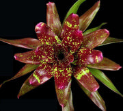 Neoregelia 'Gold Fever' x cruenta 'Broad Leaf' - Tropiflora