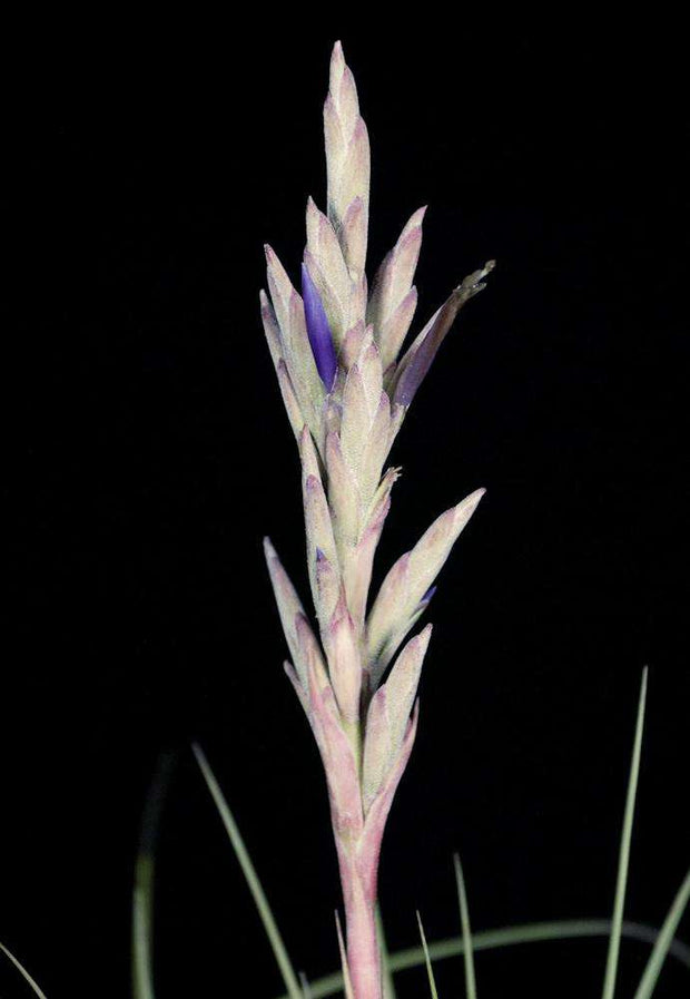 Tillandsia nizandensis - Tropiflora