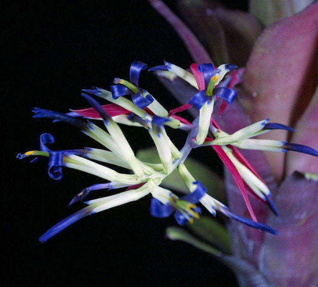 Billbergia amoena striata x 'Ralph Graham French' clone #2 - Tropiflora