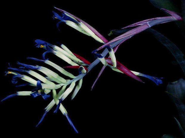 Billbergia amoena striata x 'Ralph Graham French' clone #2 - Tropiflora