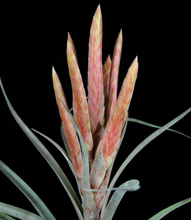 Tillandsia 'Tropiflora' x chiapensis