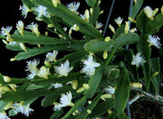 Rhipsalis agudoensis - Tropiflora