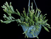 Rhipsalis agudoensis - Tropiflora