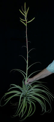 Tillandsia latifolia 'Canta'