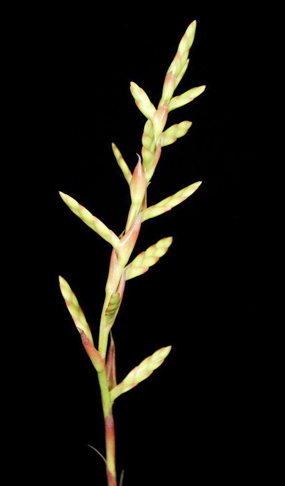 Tillandsia latifolia divaricata 'Hard Leaf' - Tropiflora