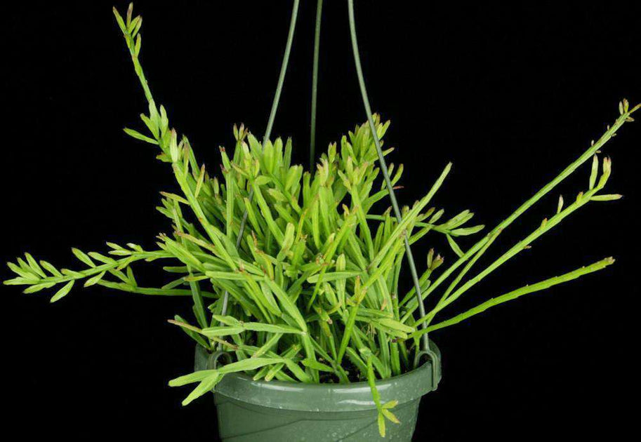 Rhipsalis sulcata – Tropiflora