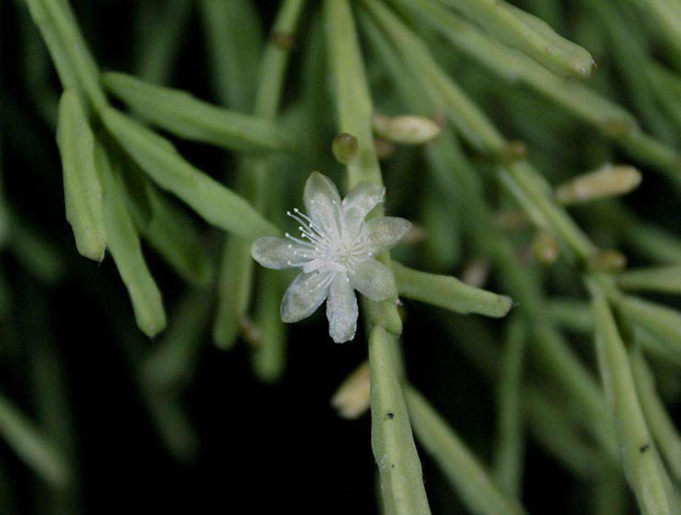 Rhipsalis sulcata - Tropiflora