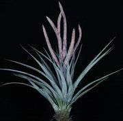 Tillandsia 'Steve' Pink Form - Tropiflora