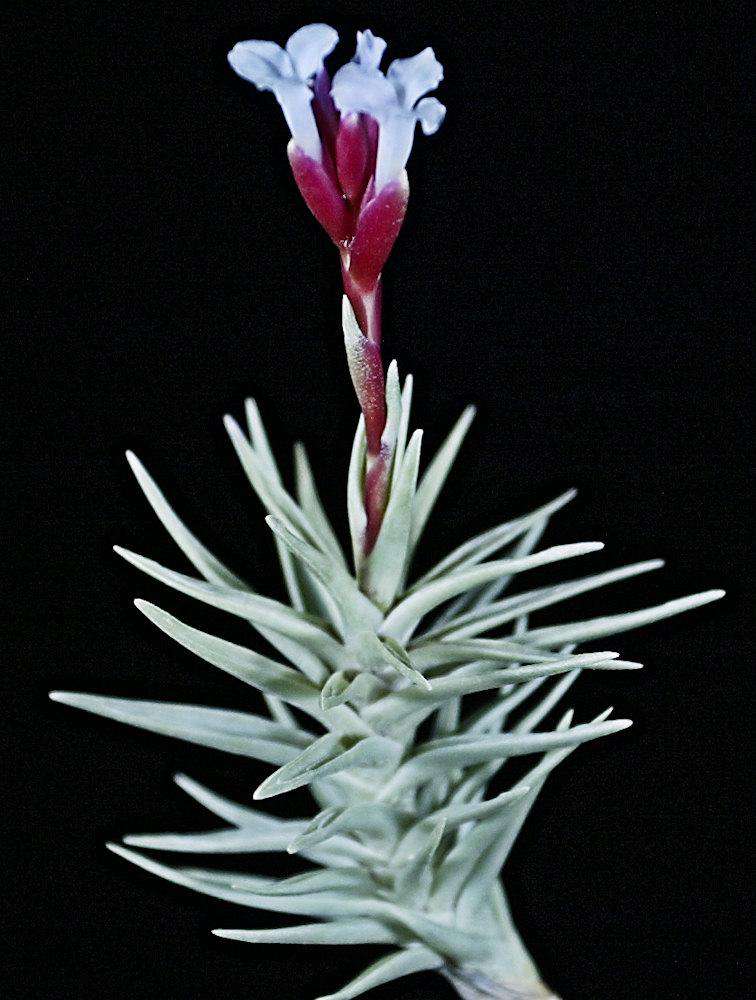 Tillandsia tenuifolia v. cocoensis – Tropiflora