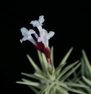 Tillandsia tenuifolia v. cocoensis - Tropiflora