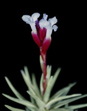 Tillandsia tenuifolia v. cocoensis - Tropiflora