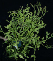 Rhipsalis crispata SEL1978-2056 - Tropiflora