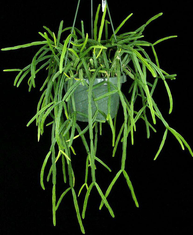 Rhipsalis pentaptera SEL1977-2040 - Tropiflora