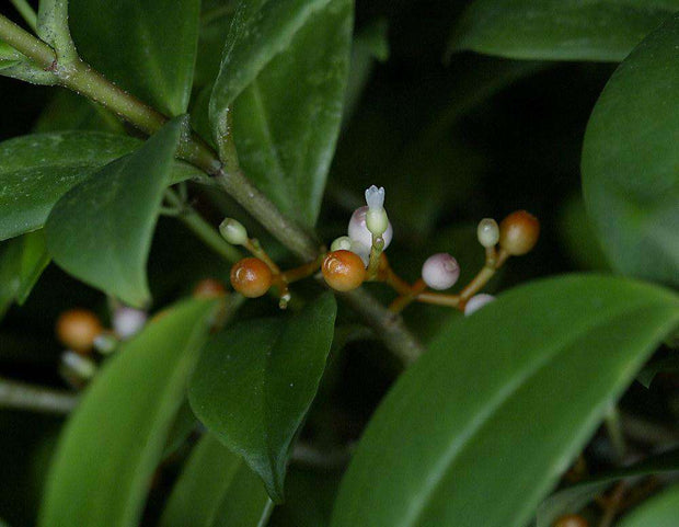 Medinilla aff. succulenta