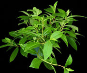 Medinilla aff. succulenta
