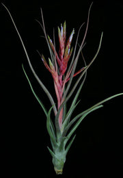 Tillandsia 'Rechoncho' - Tropiflora