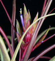 Tillandsia 'Rechoncho' - Tropiflora