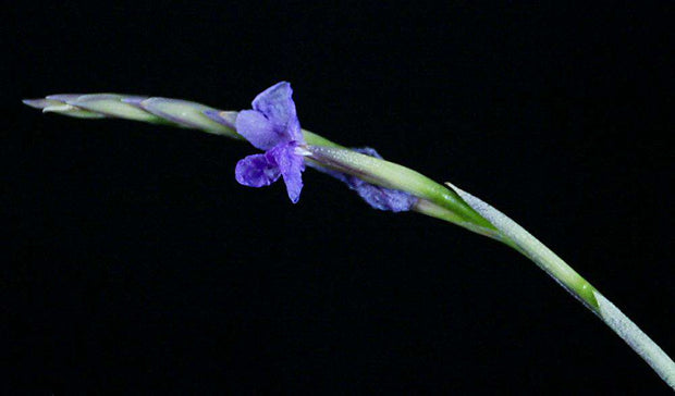 Tillandsia straminea 'Apurimac' - Tropiflora