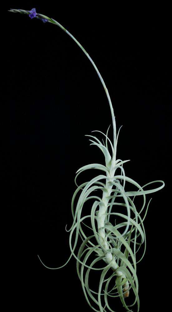 Tillandsia straminea 'Apurimac' - Tropiflora