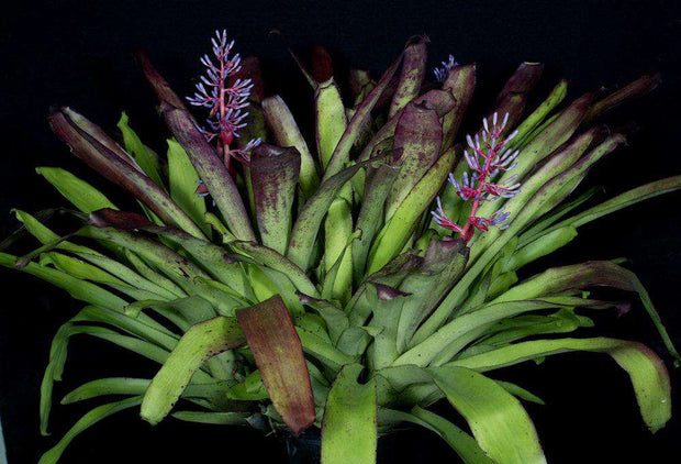 Portea alatisepala 'Best Clone' - Tropiflora