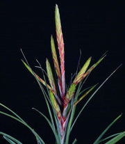 Tillandsia 'Oeseriana' - Tropiflora
