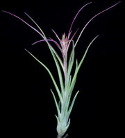 Tillandsia 'Mark Aldridge' - Tropiflora