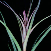 Tillandsia 'Mark Aldridge' - Tropiflora