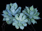 Agave seemannii ssp. pygmaea
