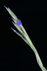 Tillandsia duratii Rio Grande, Bolivia - Tropiflora