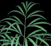 Cycas debaoensis - Tropiflora