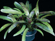 Neoregelia 'Doodlebug' - Tropiflora